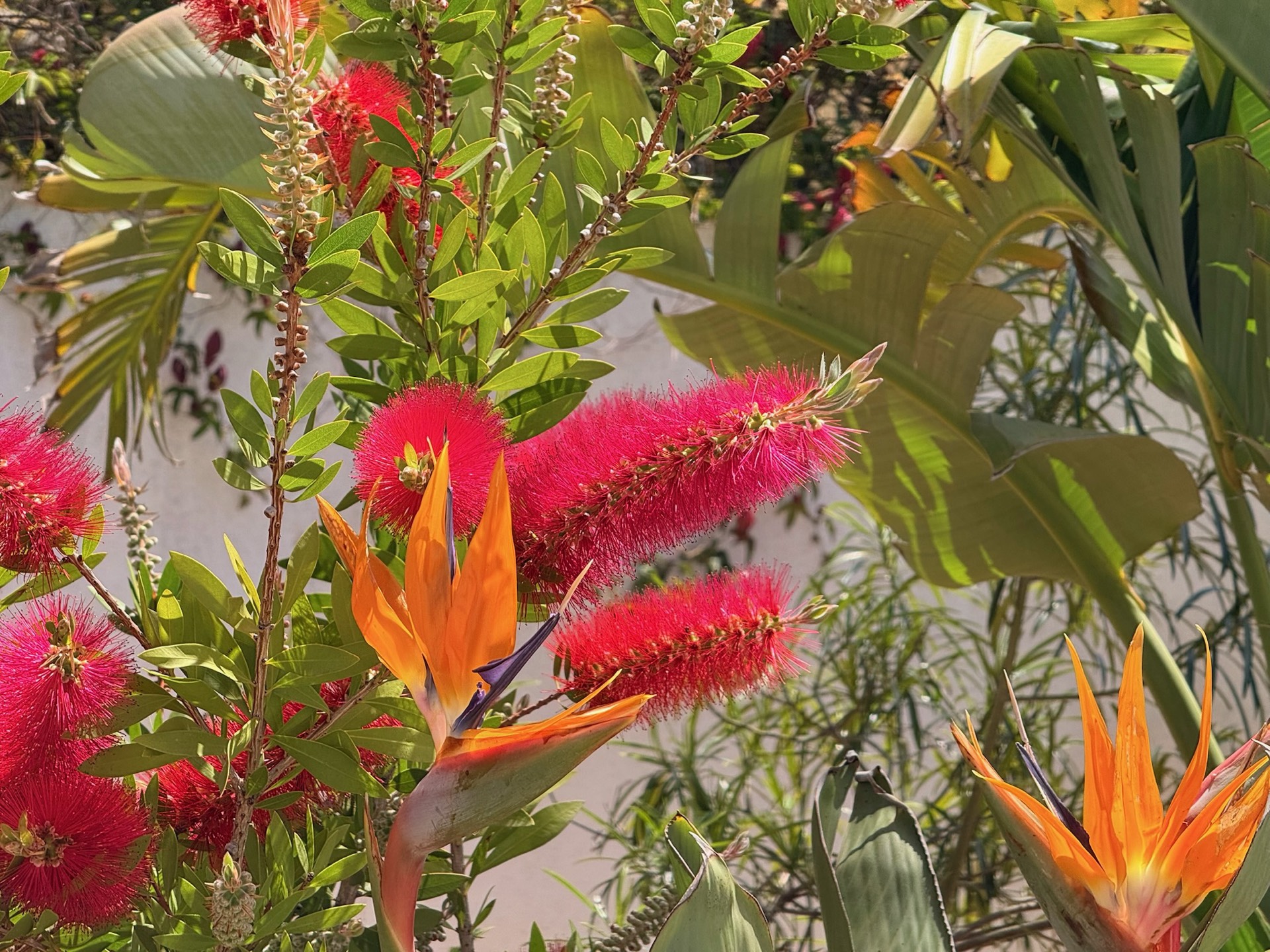 Bloeiende mediterrane tuin van Casa Monte Zen — bottlebrush en strelitzia